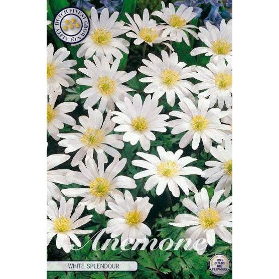 Balkansippa-Anemone Blanda 'White Splendour' 10-pack